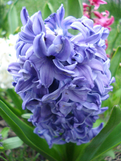 Hyacinth Delft Blue (2011, April 16) - Hyacinth Delft Blue