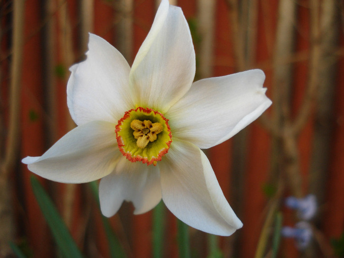 Daffodil Pheasants Eye (2011, April 17)