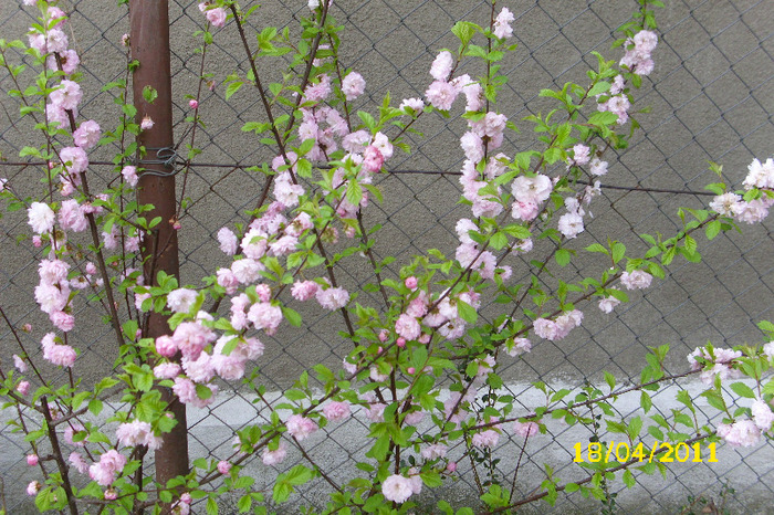 prunus triloba