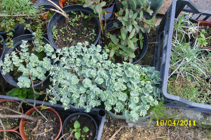 sedum sieboldii