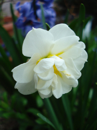 Narcissus Bridal Crown (2011, April 16)