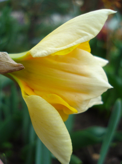 Narcissus Sovereign (2011, April 16)