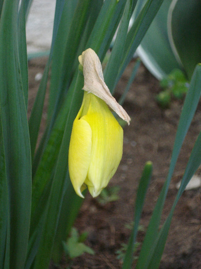 Narcissus Sovereign (2011, April 17)