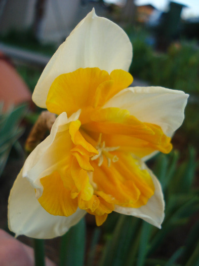 Daffodil Sovereign (2011, April 17)