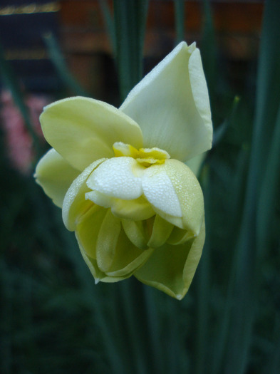 N. Yellow Cheerfulness (2011, Apr.17)