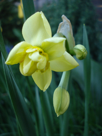N. Yellow Cheerfulness (2011, Apr.17)