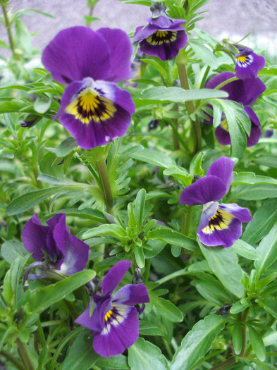 Purple Trailing Pansy (2011, Apr.16) - Trailing pansy Purple