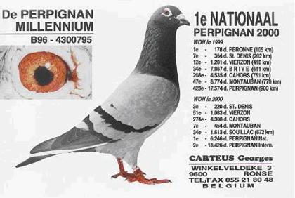 Carteus-foto-19 - porumbei originali