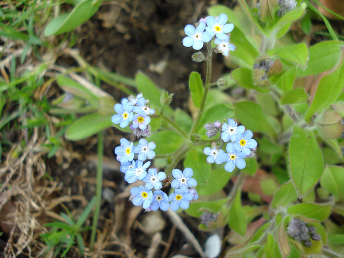 Myosotis alpestris (2011, April 16) - MYOSOTIS Alpestris