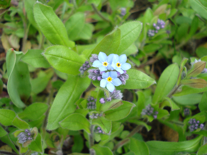 Myosotis alpestris (2011, April 16) - MYOSOTIS Alpestris