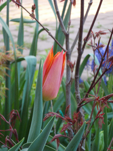 Tulipa Synaeda Orange (2011, April 20)