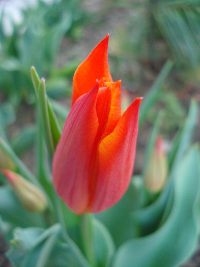 Tulipa Synaeda Orange (2011, April 20)
