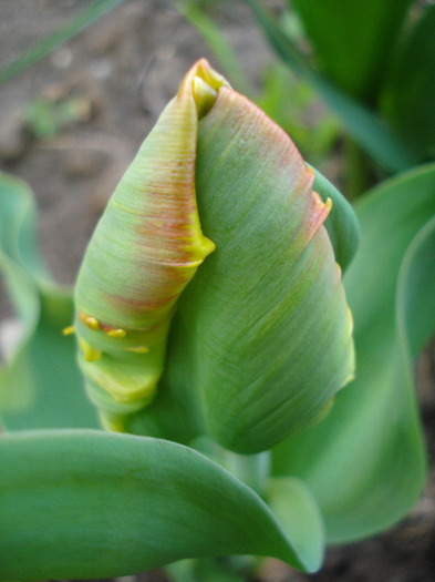 Tulipa Bright Parrot (2011, April 20)