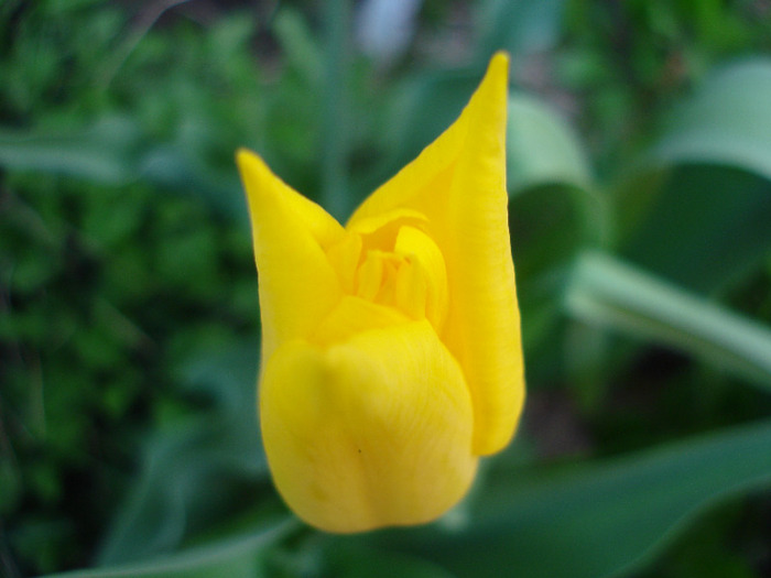 Tulipa Flashback (2011, April 20)