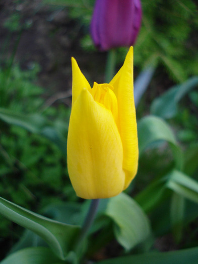 Tulipa Flashback (2011, April 20)