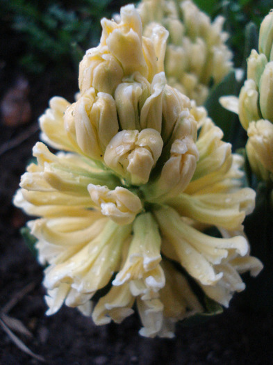 Hyacinth Yellow Queen (2011, April 19)
