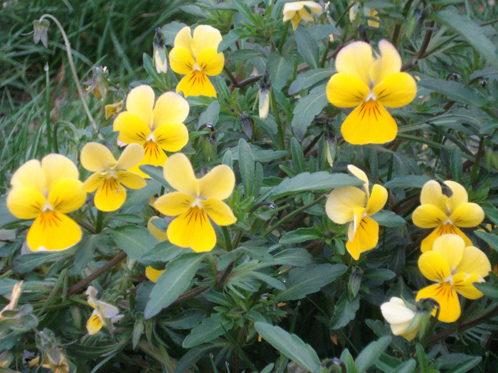 Yellow Trailing Pansy (2011, Apr.16)