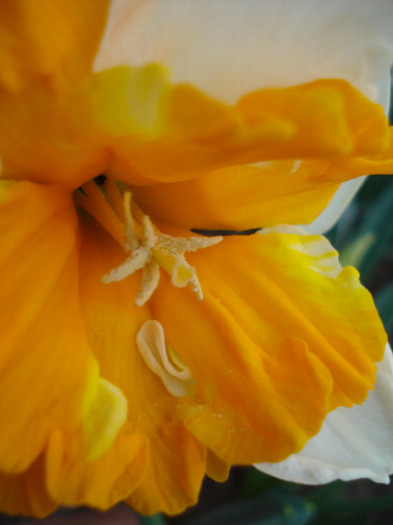 Daffodil Sovereign (2011, April 20)