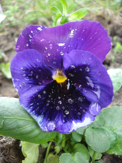 Swiss Giant Blue Pansy (2011, April 13)