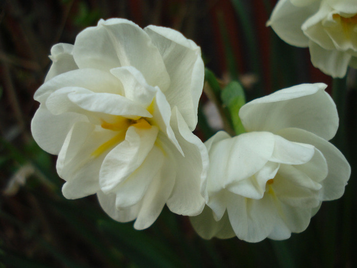 Narcissus Bridal Crown (2011, April 20)