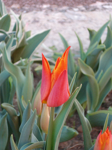 Tulipa Synaeda Orange (2011, April 21) - Tulipa Synaeda Orange