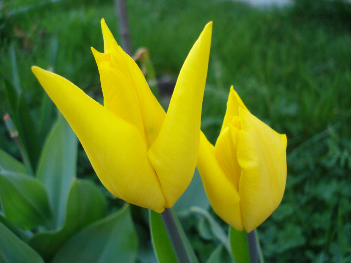 Tulipa Flashback (2011, April 21)