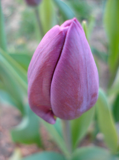 Tulipa Purple Flag (2011, April 21)