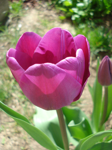 Tulipa Purple Flag (2011, April 21)