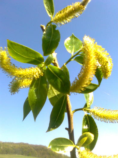 Salcia - Arbori si plante melifere