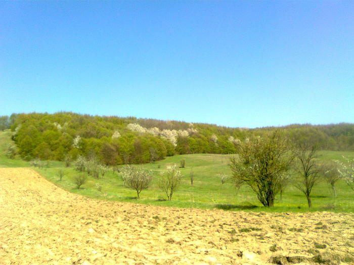 Padurea cu ciresi