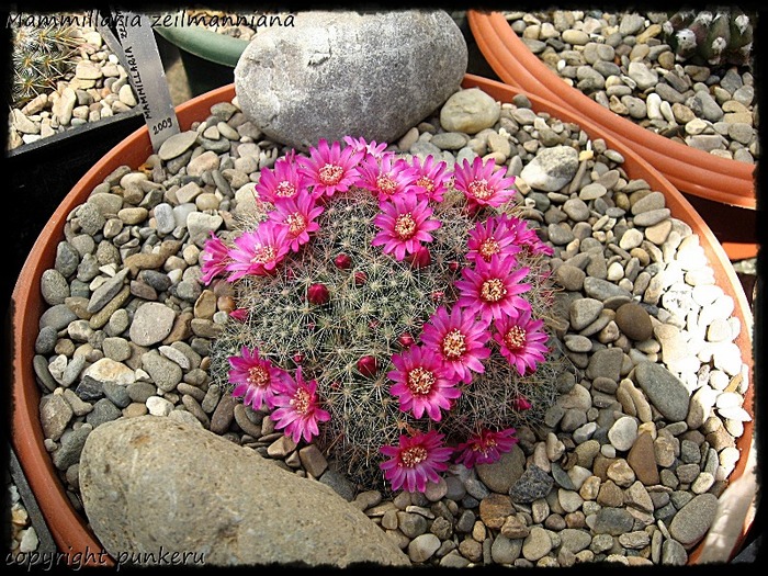  - CACTI IN FLOWER