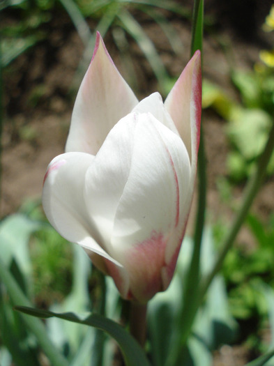 Tulipa Peppermint Stick (2011, April 25)
