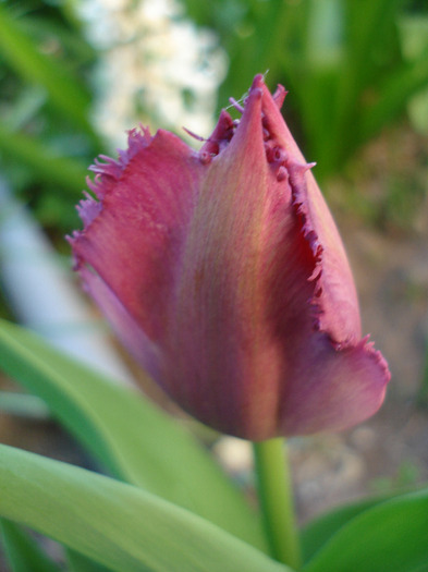 Tulipa Barbados (2011, April 24) - Tulipa Barbados