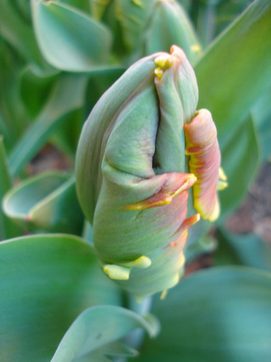 Tulipa Bright Parrot (2011, April 21)