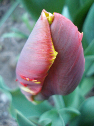 Tulipa Bright Parrot (2011, April 23)