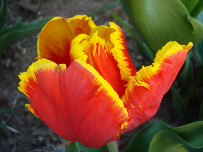 Tulipa Bright Parrot (2011, April 24)