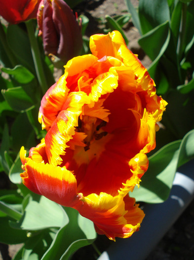 Tulipa Bright Parrot (2011, April 25)