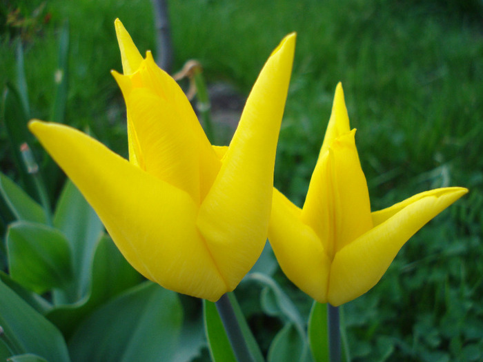 Tulipa Flashback (2011, April 22)