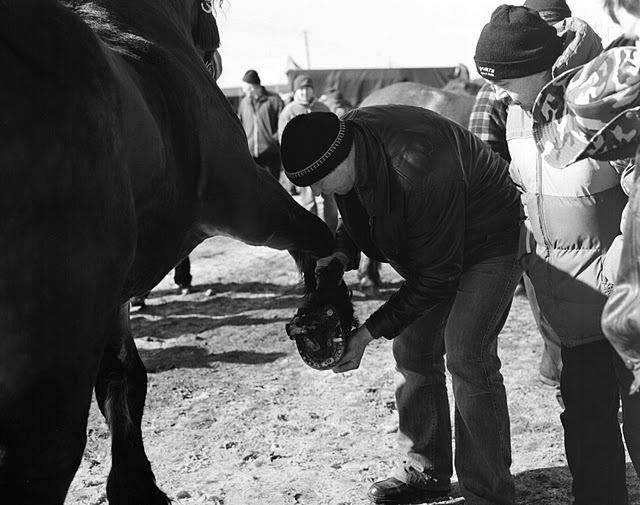 03-03-23-18 - targuri de cai exemplare extrem de frumoase