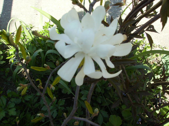 floare de magnolie stelata - flori in zi de Sarbatoare a Pastelui 2011