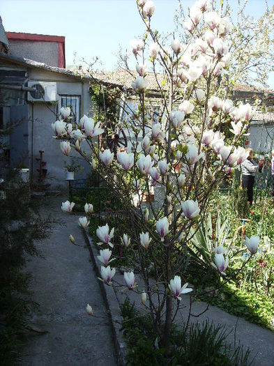 magnolia grandiflora  2 - flori in zi de Sarbatoare a Pastelui 2011