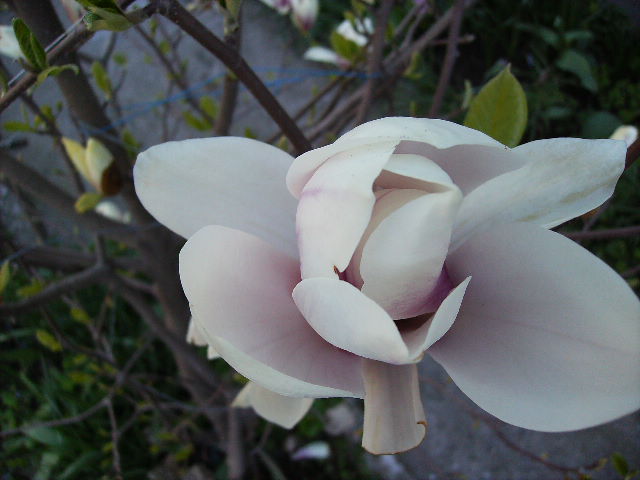 floare de magnolie - flori in zi de Sarbatoare a Pastelui 2011