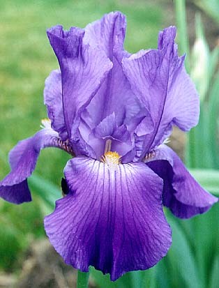 iris - Poze din natura