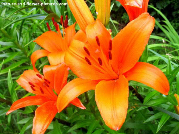 orange-lily-picture_0606w - Poze din natura