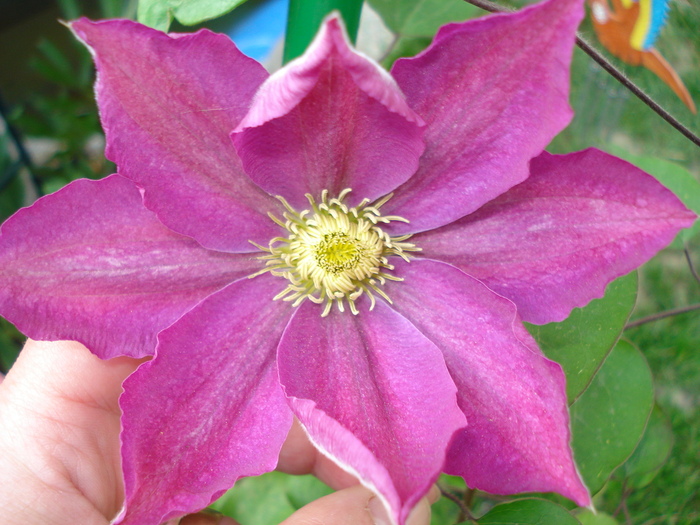 DSC03277 - Clematis 2011