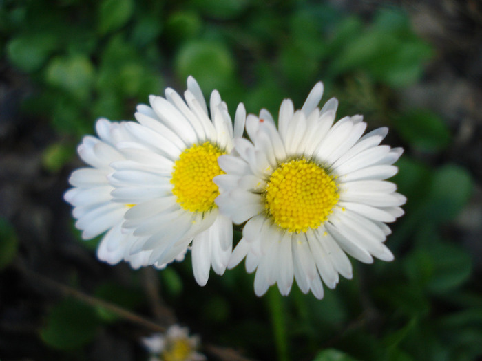 Bellis perennis (2011, April 25)