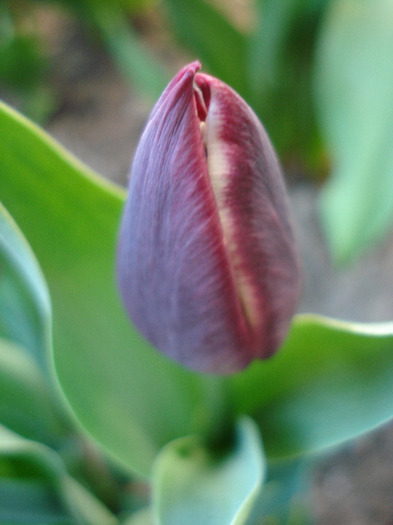 Tulipa Jackpot (2011, April 24)
