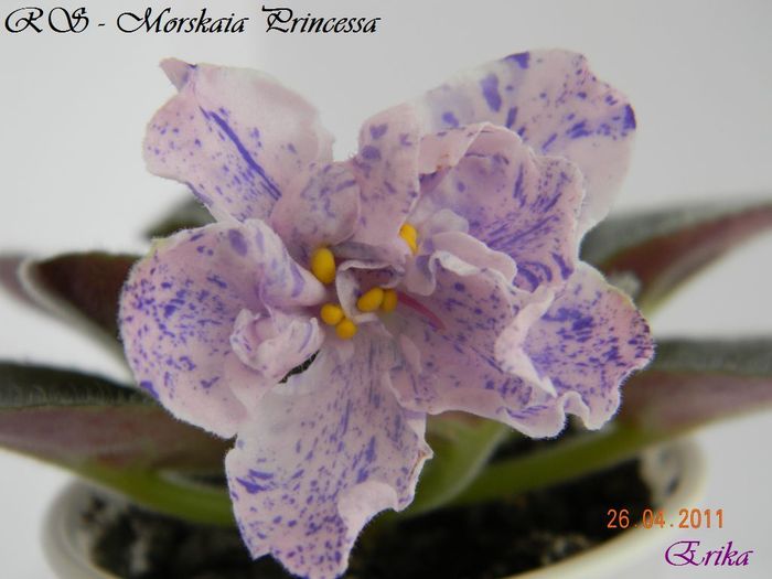 RS - Morskaia Princessa 26-04-2011\' - Violete de colectie 2010-2011