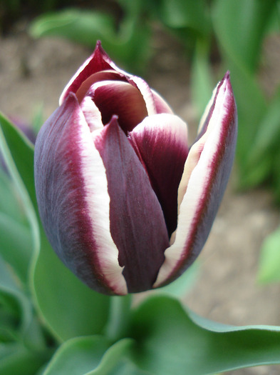 Tulipa Jackpot (2011, April 26)