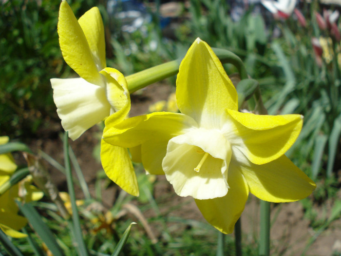 Narcissus Pipit (2011, April 25)